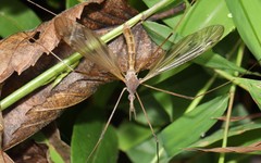 Tipula ultima