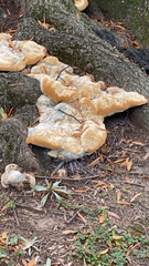 Pseudoinonotus dryadeus