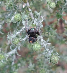 Phidippus audax