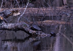 Graptemys sabinensis