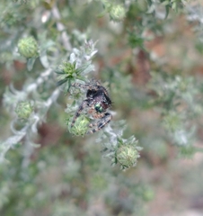 Phidippus audax