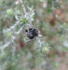 Phidippus audax