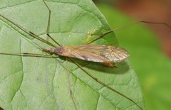 Tipula ultima