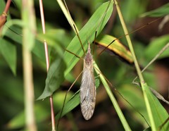 Tipula ultima