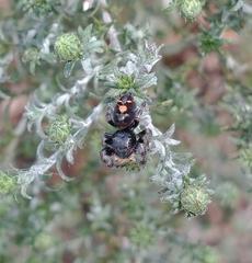 Phidippus audax