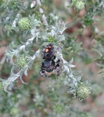 Phidippus audax
