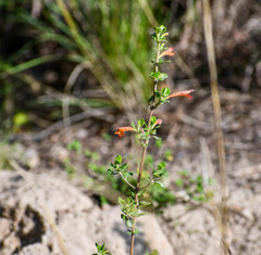 Clinopodium tomentosum