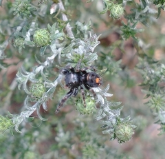 Phidippus audax