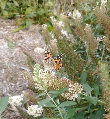 Vanessa cardui