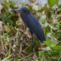 Egretta caerulea