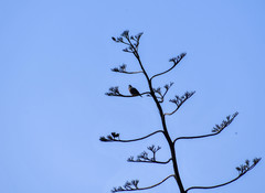 Agave cordillerensis