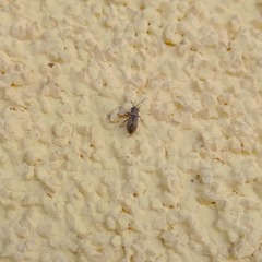 Nysius irroratus