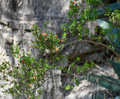 Clinopodium tomentosum