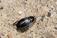 Phyllodromica megerlei