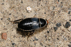 Phyllodromica megerlei