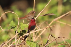 Neochmia phaeton phaeton