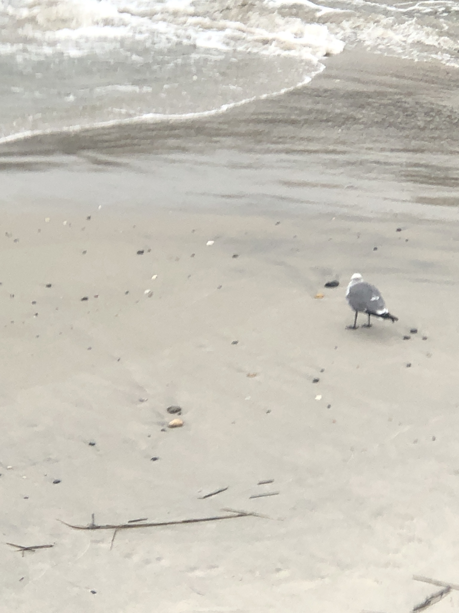 Laughing Gull