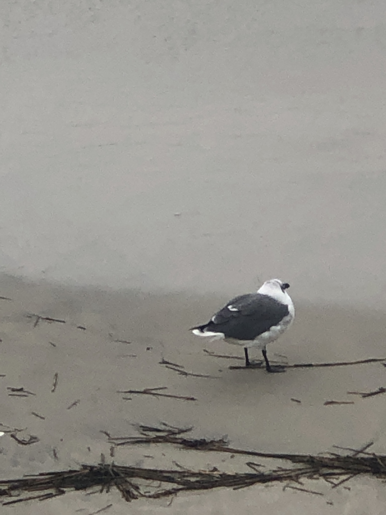 Laughing Gull