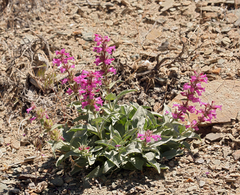 Penstemon monoensis