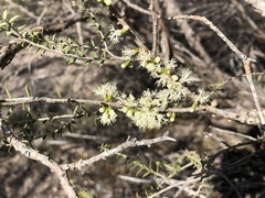 Melaleuca acuminata