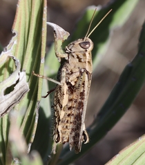 Calliptamus madeirae