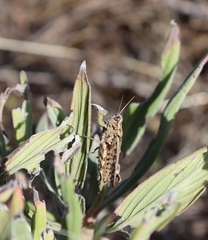 Calliptamus madeirae