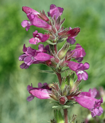 Penstemon monoensis