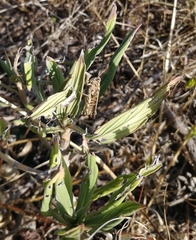 Calliptamus madeirae