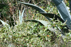 Agave cordillerensis