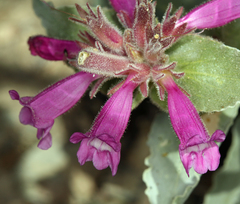 Penstemon monoensis