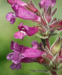 Penstemon monoensis