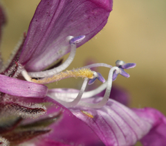 Penstemon monoensis