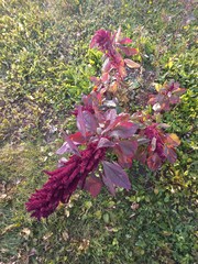 Amaranthus caudatus