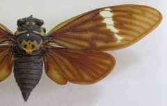 Formotosena seebohmi