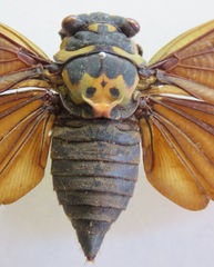 Formotosena seebohmi