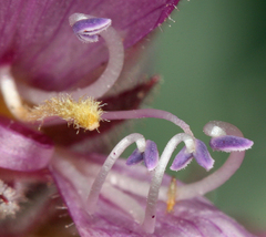 Penstemon monoensis