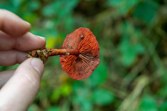 Cortinarius sanguineus