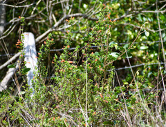 Clinopodium tomentosum