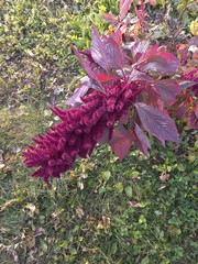 Amaranthus caudatus