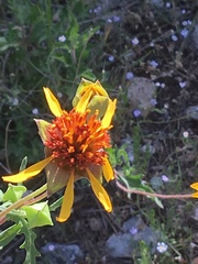 Tetragonotheca texana