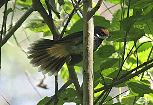 Australian Rufous Fantail (Rhipidura rufifrons)