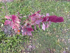 Amaranthus caudatus