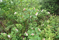 Clerodendrum yunnanense