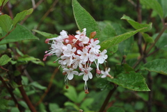 Clerodendrum yunnanense