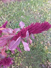 Amaranthus caudatus