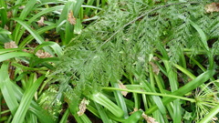 Asplenium × lucrosum
