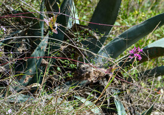 Epidendrum jamiesonis