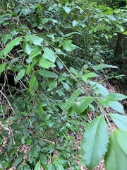 Laureliopsis philippiana