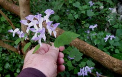 Plectranthus saccatus