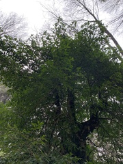 Laureliopsis philippiana